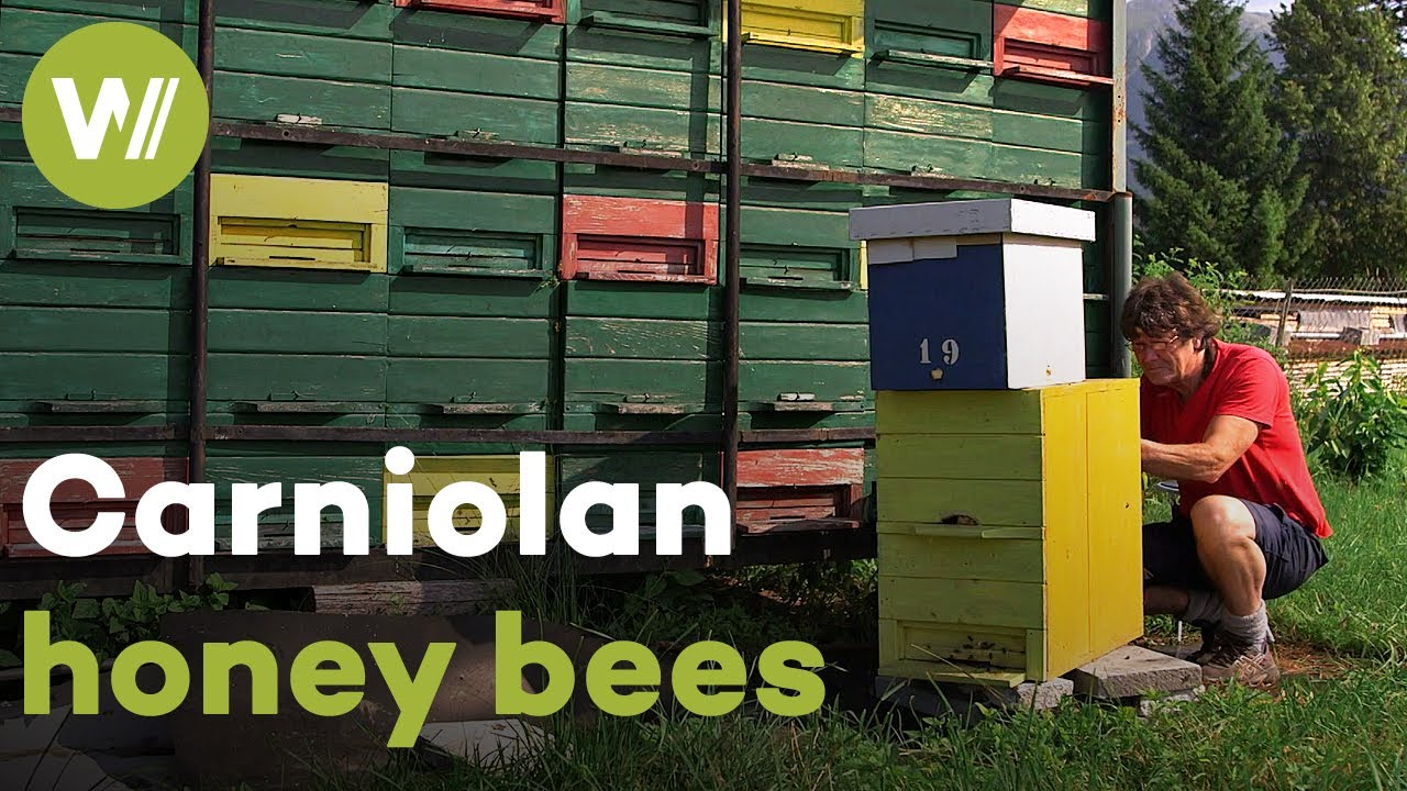 Revitalisation of Carniolan bees and restoration of their unique hives | Master of Bees (Slovenia)