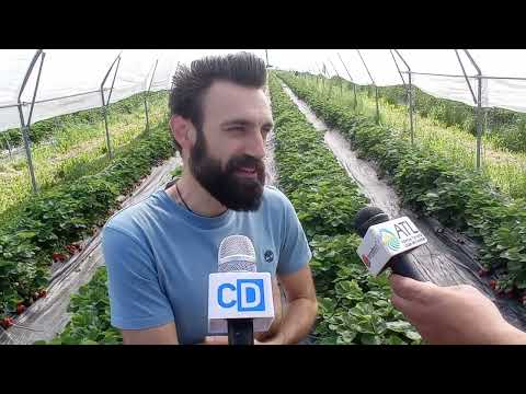 A Peveragno nel weekend c'è la Sagra della Fragola