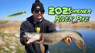 Buffalo Pound Spring Opener Pike Fishing | May 5th, 2021