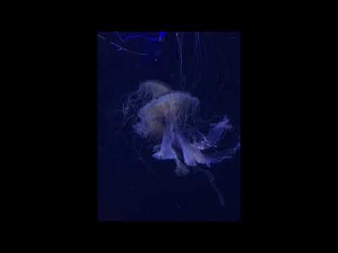 Delusional by Arc of the Sun