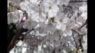 Jon Anderson \ Rick Wakeman "Living Tree Part 1"