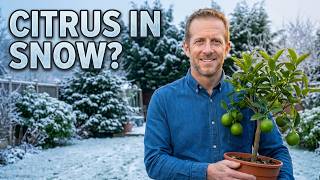 Grow Citrus Trees Anywhere, Even in Freezing Weather