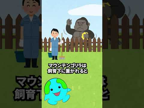 マウンテンゴリラ