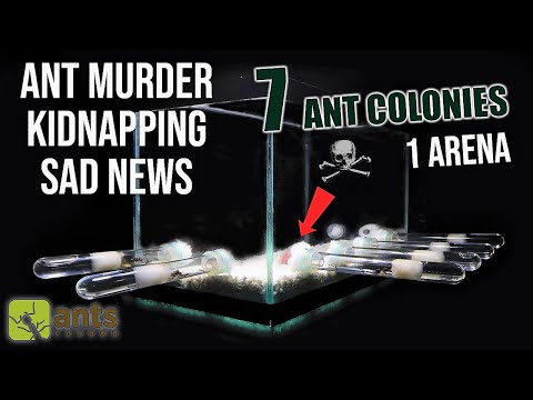 7 ANT COLONIES in 1 ARENA (Part 2) - ANT MURDER, KIDNAPPING, & SAD NEWS