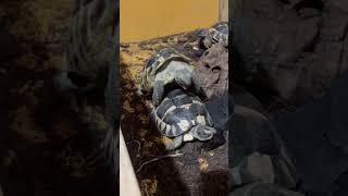 世にも珍しいリクガメの鳴き声#reptiles #リクガメ