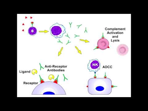 Type 2 Hypersensitivity (Type II)