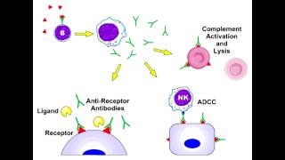 Type 2 Hypersensitivity (Type II)