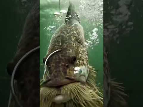 #amaging fish catching # Ai videos #ai trending shorts # murari melodys