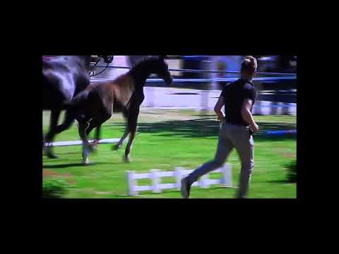 Totolina Royal v. Toto Jr.