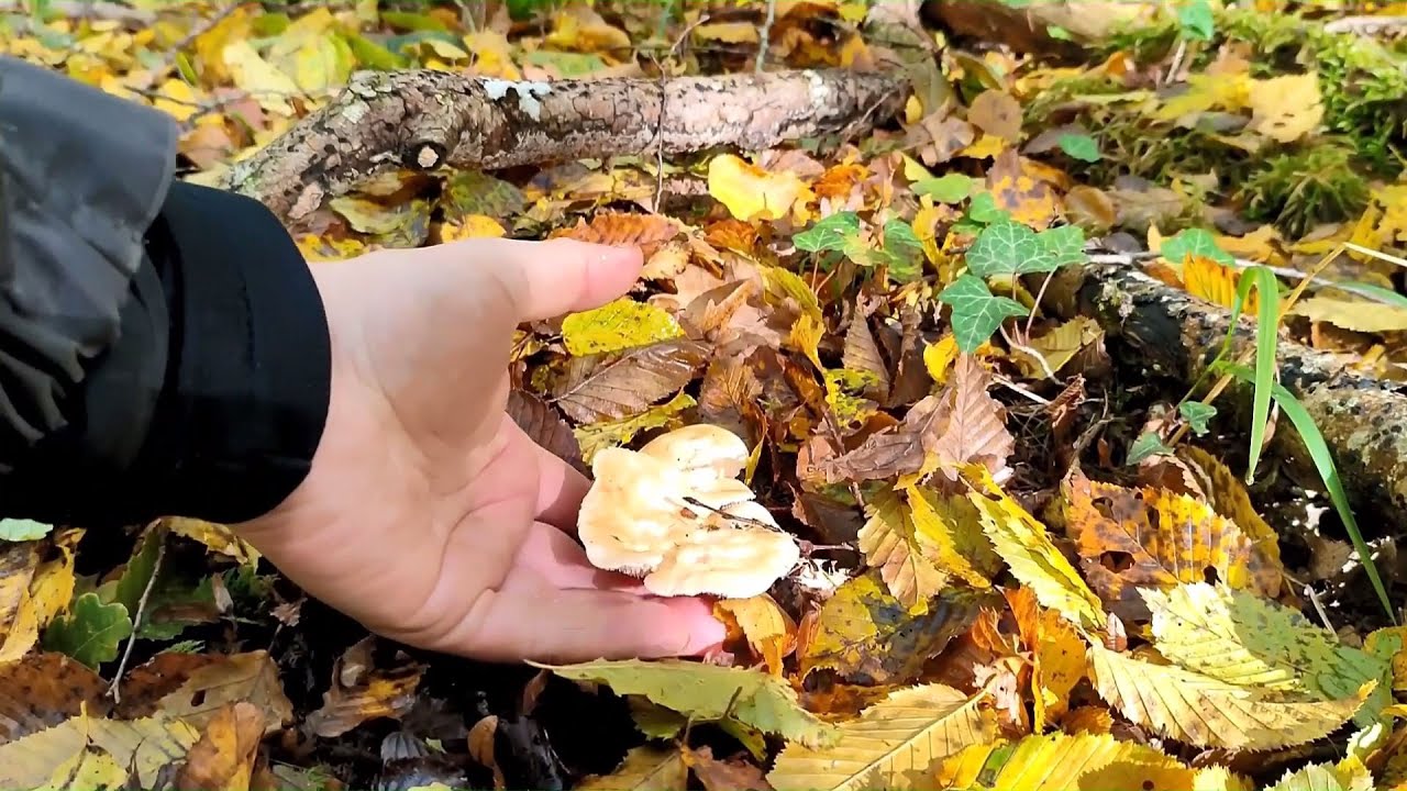 🍄🍄 Nouveaux spots à trompettes de la mort et pieds de mouton 🍄🍄