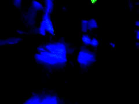 Alexis Club Gostilele part 1