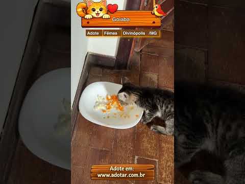 Vídeo de Goiaba