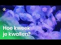 Hoe kweek je kwallen?