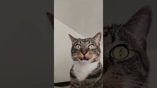 Download lagu #ops #cat #funny #reaction #reels #shorts #popular #pets #tiktok #memes #viral #sushi mp3 Download lagu #ops #cat #funny #reaction #reels #shorts #popular #pets #tiktok #memes #viral #sushi mp3