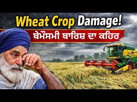 ਬੇਮੌਸਮੀ ਬਾਰਿਸ਼ ਕਾਰਨ “Wheat Crop Damage” ਨਾਲ ਕਿਸਾਨਾਂ ਦੀ ਹਾਲਤ ਬੇਹੱਦ ਖਰਾਬ, ਕਣਕ ਦੀ ਫਸਲ ਨੂੰ ਭਾਰੀ ਨੁਕਸਾਨ