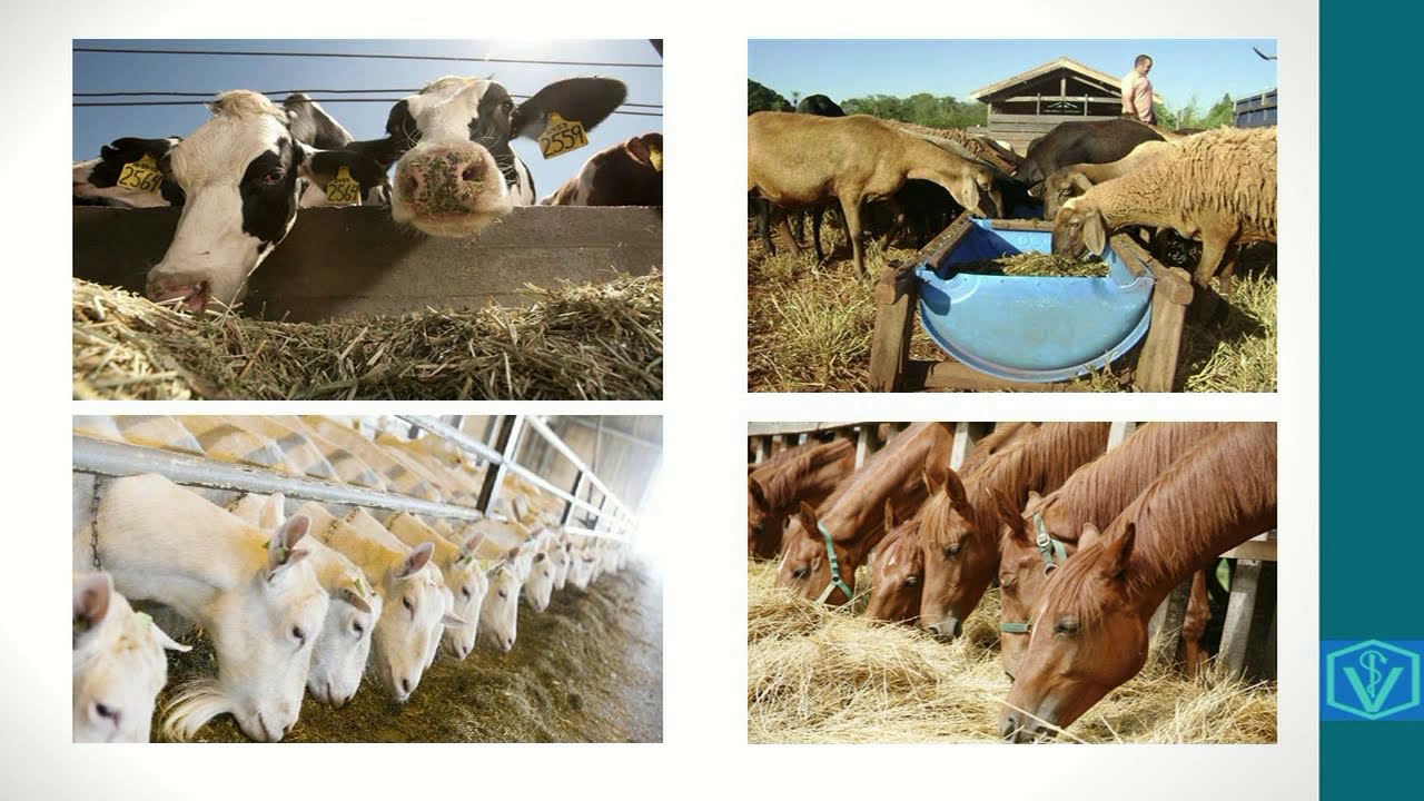 Produção e utilização de silagem