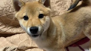いっぱい遊んだ後なのに豆吉の様子がおかしい、、、【豆柴】