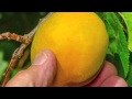 Idaho Apricot Video