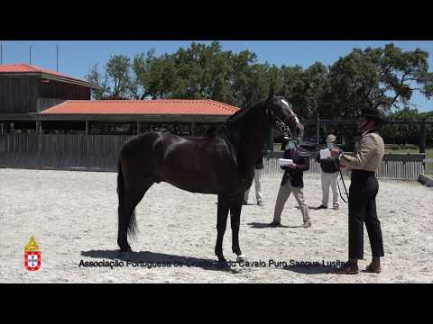 200619 12 Janota - Aprovação de Garanhões