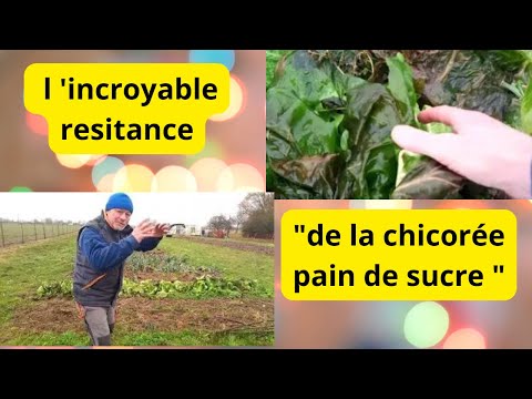 La chicorée " PAIN DE SUCRE " a tout épreuve du froid