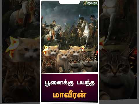 பூனைக்கு பயந்த மாவீரன் | International Cat Day! 🐱 | #internationalcatday2023 #cat #cats #catlover