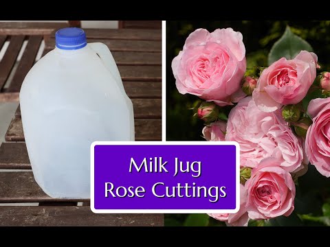 Grow Roses from Cuttings Easy Milk Jug Method!