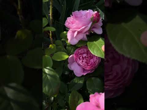 Maryrose blooming fourth days