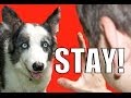 How to Train Your Dog to NOT RUN AWAY! How to ...