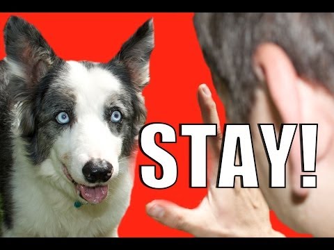 How to Train Your Dog to NOT RUN AWAY!  How to Teach your Dog to STAY while DISTRACTED