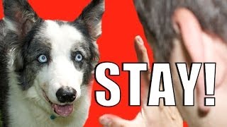 How to Train Your Dog to NOT RUN AWAY!  How to Teach your Dog to STAY while DISTRACTED