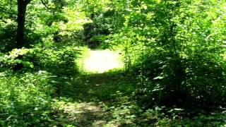 preview picture of video 'Germantown Metropark Robert K. Siebenthaler Natural Area trail. Video 2'