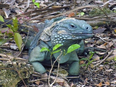image-How many Cayman Islands stock photos are available?