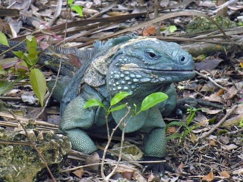 Cayman Islands - wildlife and heritage Video