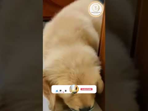 Plz z subscribe my mommy’s channel #labrador #petparent #2023 #hindi #family #india #subscribe #20k