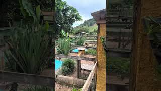 Gata pegando passarinho !!!