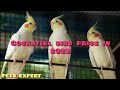 Cockatiel bird price in 2022