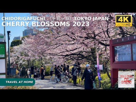 4k hdr Japan cherry blossoms 2023 | Walk in Chidorigafuchi  （千鳥ヶ淵） | The best sakura viewing spots.