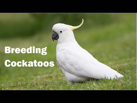 Breeding Cockatoos: Expert Tips, Setup & Care | A Deep Dive Discussion