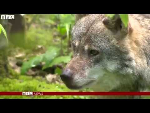 The evolution of dogs from wolves