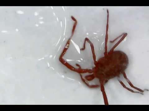 ragnetti rossi, come sono visti da vicino!!!?