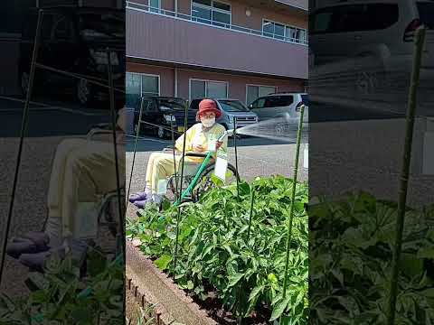 バラの茂みに牛乳で水をやる