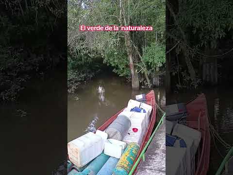 Cuando El Río Se Vuelve Espejo - Río Segua, Vichada 🪞🌊 #pesca #campo #riosegua #naturalezaviva