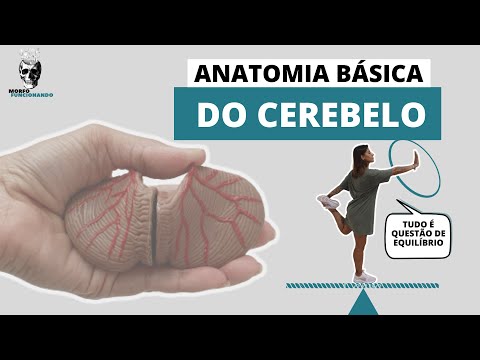 ANATOMIA BÁSICA DO CEREBELO #15