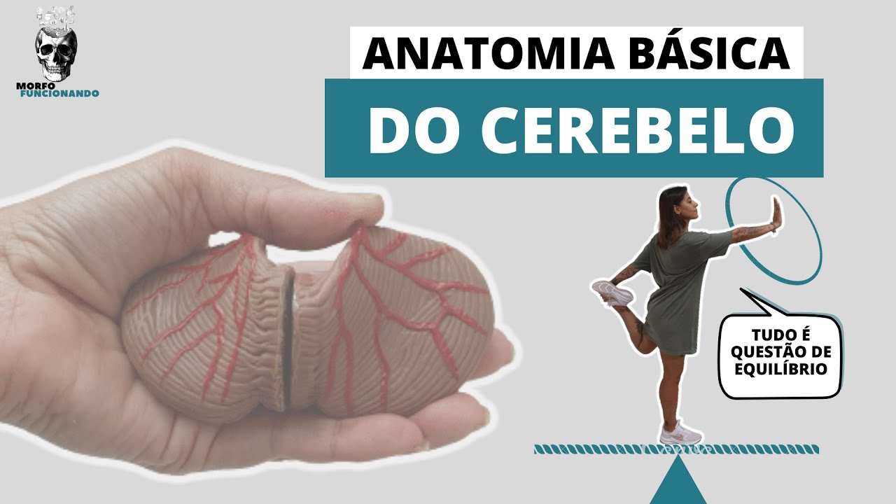 ANATOMIA BÁSICA DO CEREBELO #15