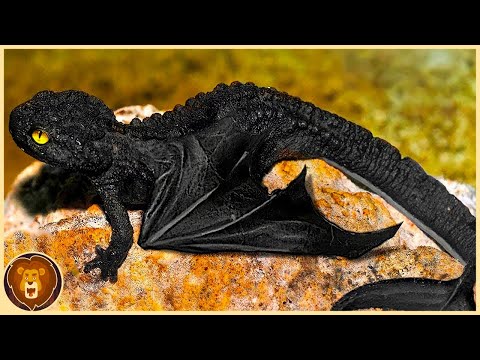 Top 13 of the most beautiful and exotic reptiles in the world