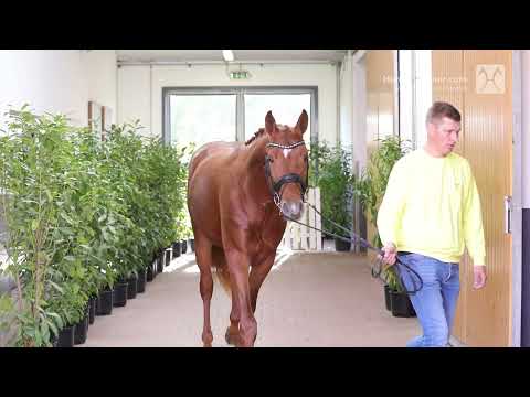 Verden Stallion Licensing 2021 - Jumping - Dec. 2-4 - No. 32 Stallion by Staron - Santander H