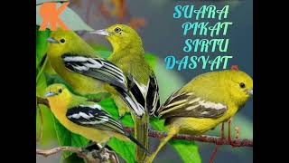 Download lagu SUARA PIKAT SIRTU AMPUH 100% POIN mp3 Download lagu SUARA PIKAT SIRTU AMPUH 100% POIN mp3