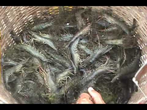 Shrimp Farming In Vietnam
