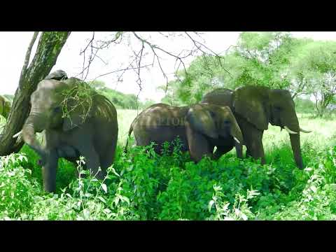 Raptor Safari and Tours intro