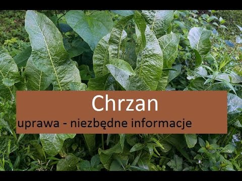 Chrzan - uprawa